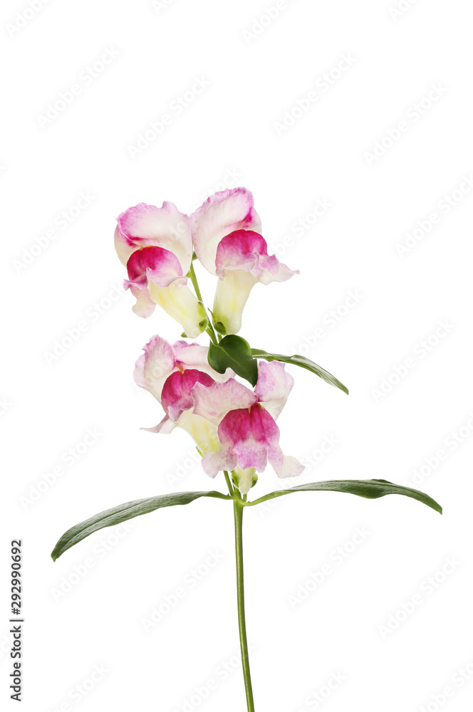 Snapdragon flowers and foliage