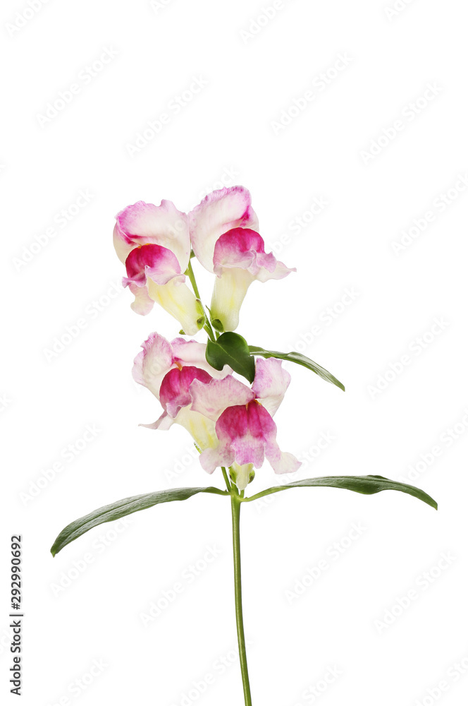 Snapdragon flowers and foliage Snapdragon flowers and foliage