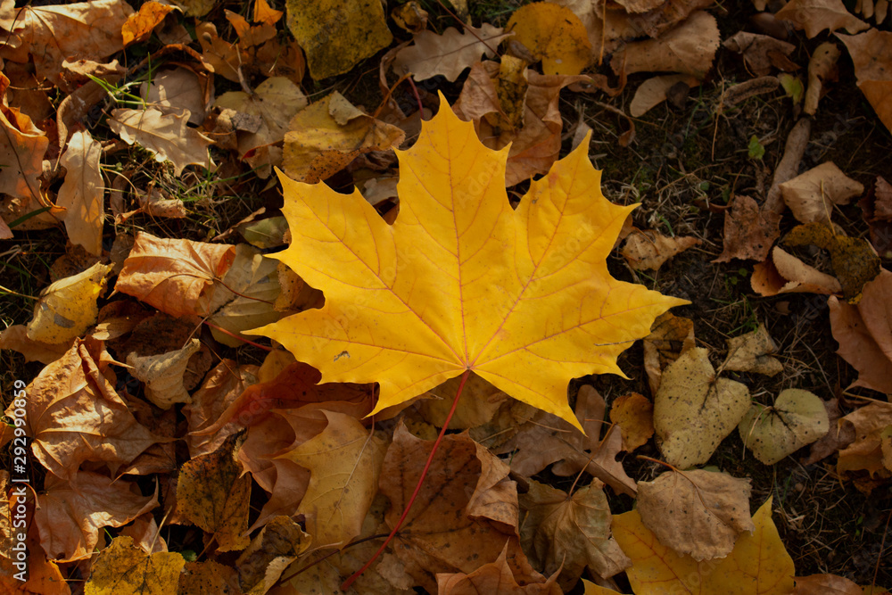 Yellow maple leaf in autumn foliage