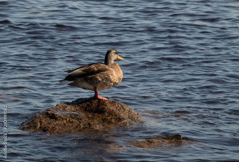 Duck on a stone in the Baltic Sea, Borholm Duck on a stone in the Baltic Sea, Borholm