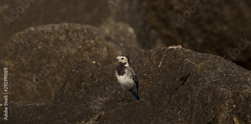 bird on rock, White Wagtail (Motacilla alba),Bornholm