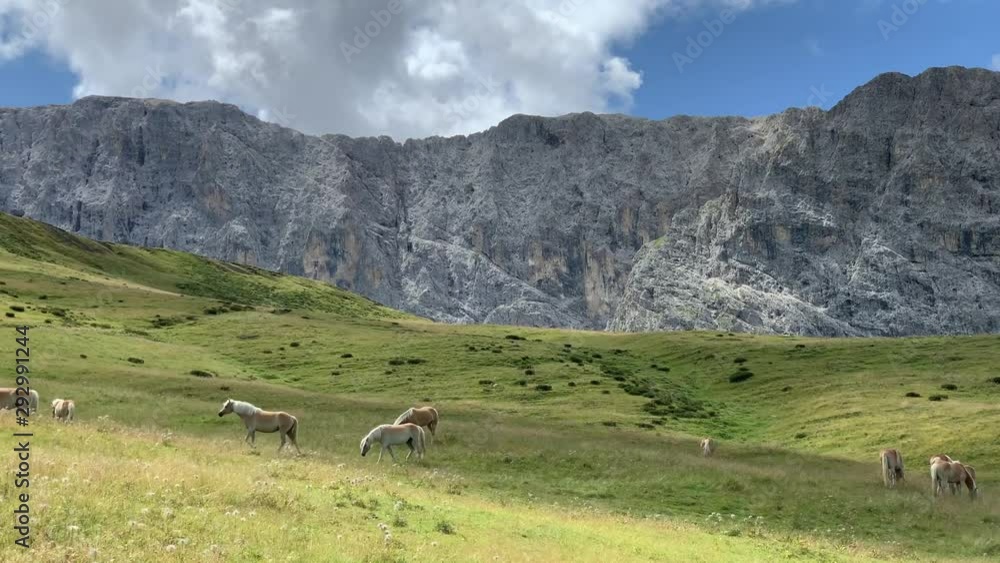 Horses graze freely with the Dolomites in the background Horses graze freely with the Dolomites in the background