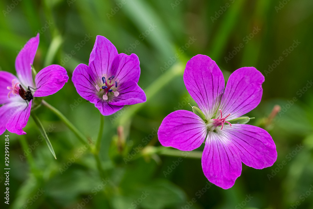 wood geranium with a cluster fly wood geranium with a cluster fly