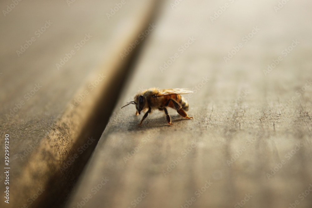Bee on Porch Bee on Porch