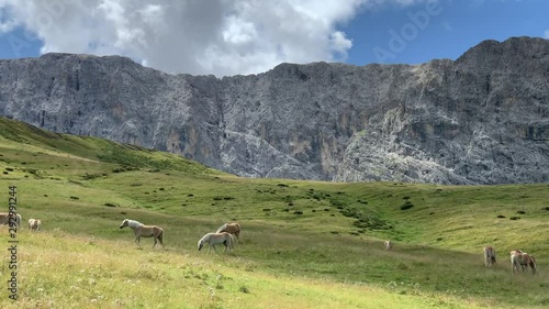 Horses graze freely with the Dolomites in the background