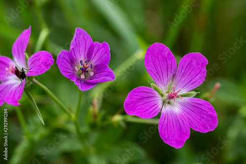 wood geranium with a cluster fly
