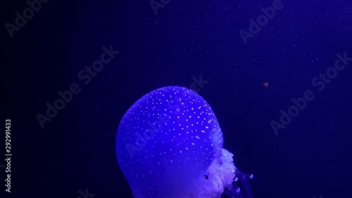 Blue jellyfish swims in the ocean