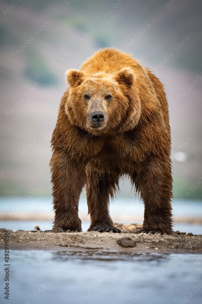 The Kamchatka brown bear, Ursus arctos beringianus catches salmons at Kuril Lake in Kamchatka, running in the water, action picture