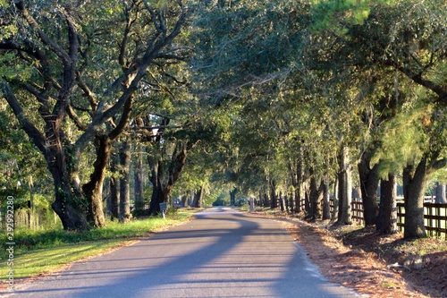 Tree Lined Southern Road © Kimberley
