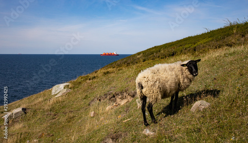 sheep on the island of Bornholm