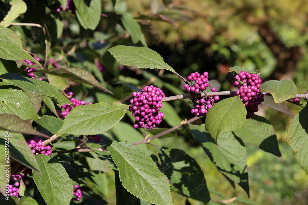 Bodiniers beautyberry callicarpa bodinieri with lilac, purple berries Bodiniers beautyberry callicarpa bodinieri with lilac, purple berries