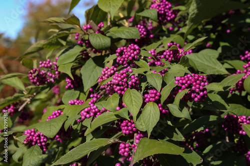 Bodiniers beautyberry callicarpa bodinieri with lilac, purple berries
