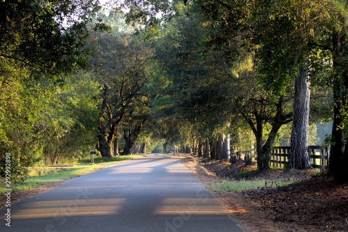 Live Oak Trees along Country Road