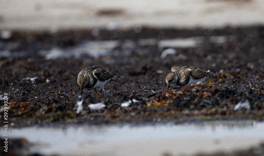 birds on the beach, Ruddy Turnstone (Arenaria interpres),Dueodde Fyr, Bornholm, Denmark birds on the beach, Ruddy Turnstone (Arenaria interpres),Dueodde Fyr, Bornholm, Denmark