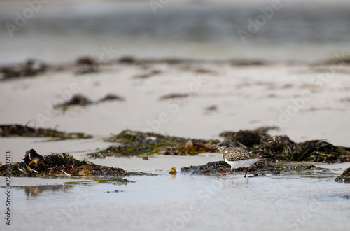 bird on the beach, Ruddy Turnstone (Arenaria interpres), Dueodde Fyr, Bornholm, Denmark photo