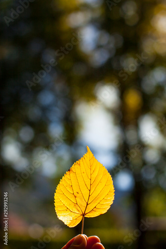 Gelbe Bl  tter in Hand leuchten im Sonnenlicht. Yellow leaves in hand with sunlight.