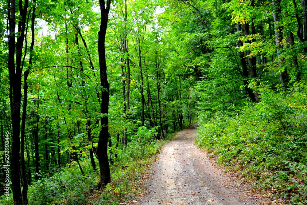 Landscape in the forests of Transylvania, Romania. Green landscape in the midsummer, in a sunny day Landscape in the forests of Transylvania, Romania. Green landscape in the midsummer, in a sunny day