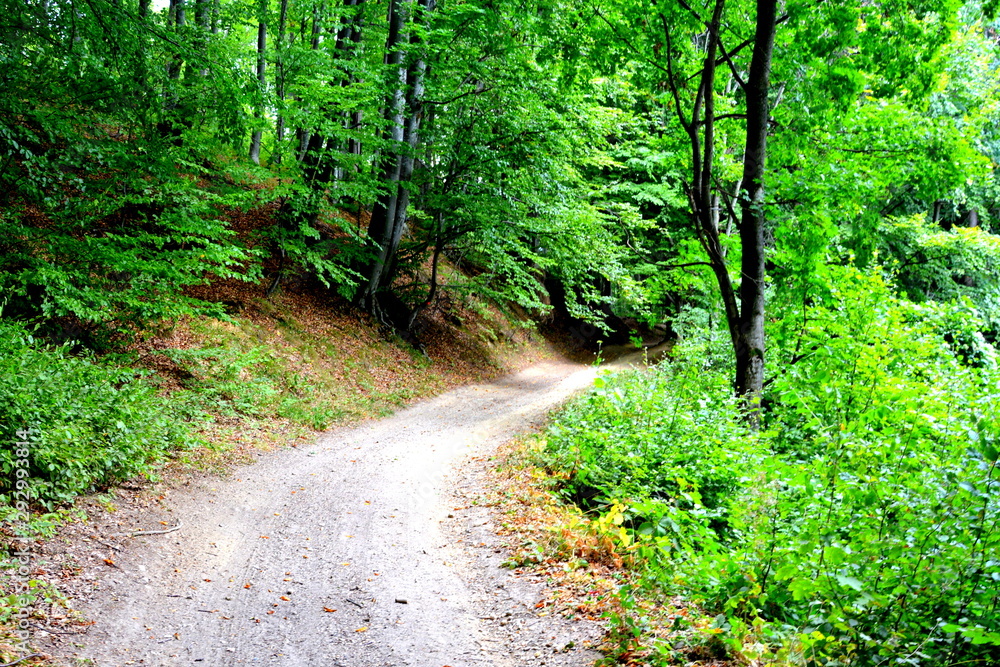 Typical landscape in the forests of Transylvania, Romania. Green landscape in the midsummer, in a sunny day Typical landscape in the forests of Transylvania, Romania. Green landscape in the midsummer, in a sunny day