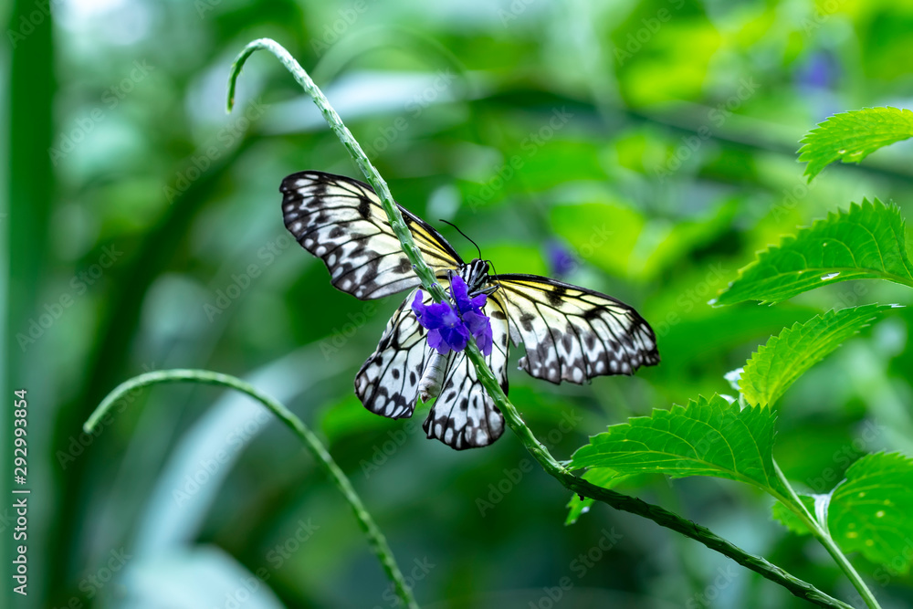 Large tree nymph butterfly, black and white tropical butterfly Large tree nymph butterfly, black and white tropical butterfly