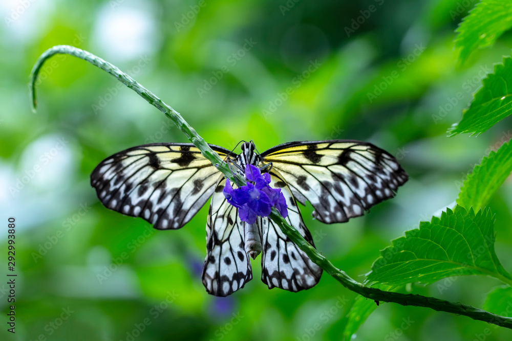 Large tree nymph butterfly, black and white tropical butterfly Large tree nymph butterfly, black and white tropical butterfly