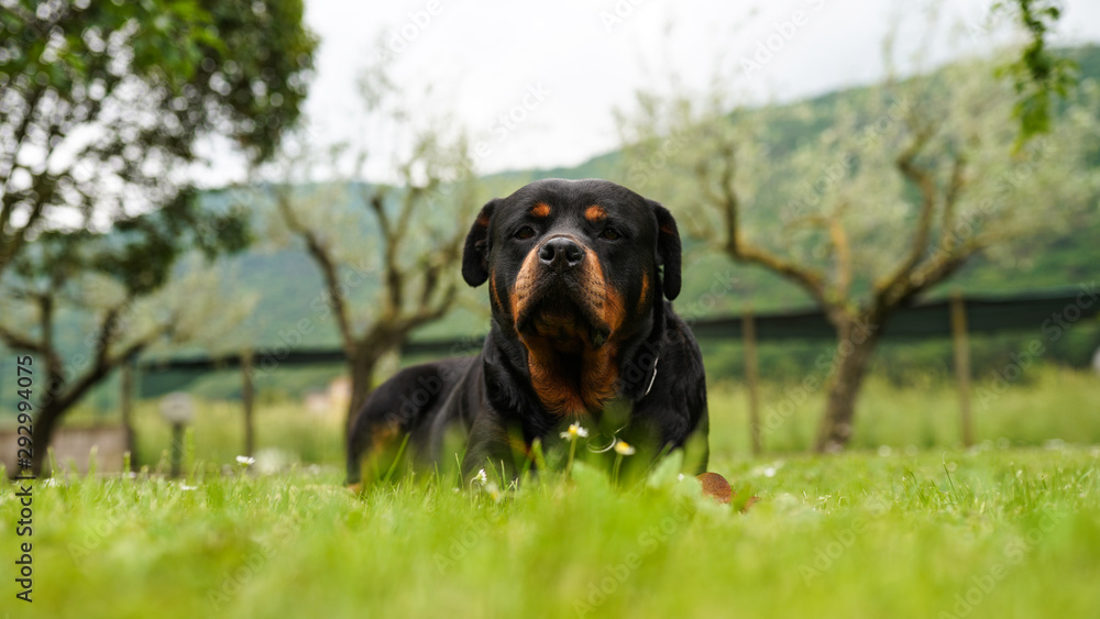 Amazing purebred dog with kind gaze lying on the grass and looking into the distance. Cute muzzle of young rottweiler. Human faithful friend