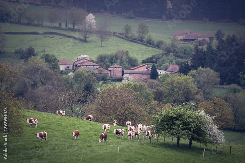 Fotografie paysage rural français avec champs, village, vaches et arbres