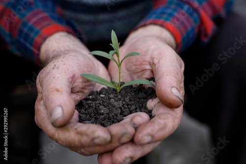 Old man hands holding a green young plant. Symbol of spring and ecology concept. Earth day.