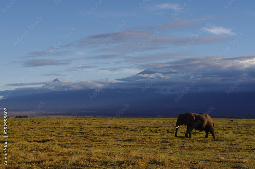 wild elephant in the Kenyan National Park near Kilimanjaro