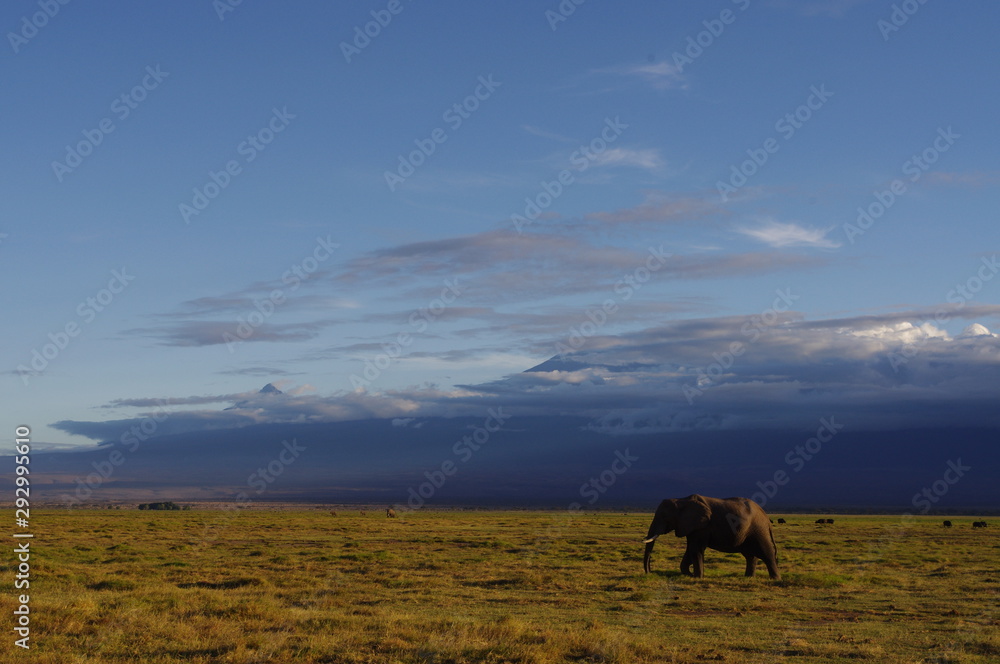 wild Elephant walkingIn the Kenyan Safari near Kiliman