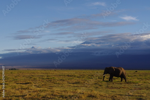 wild elephant in the Kenyan National Park near Kilimanjaro