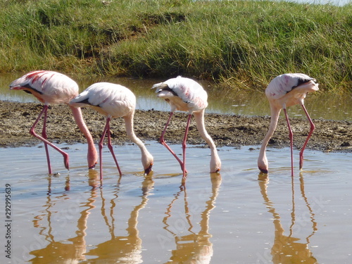 Wild flamingos in Lake Nakuru in Kenya