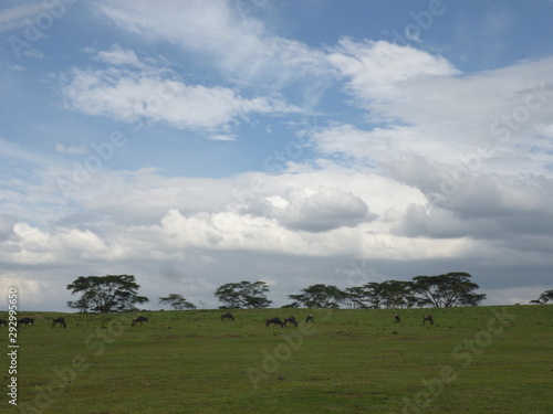 landscape with blue sky and clouds at Nationalpark in Kenya