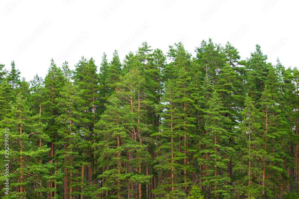 Summer green pine forest on the horizon is isolated. The edge of a forest  with coniferous trees, natural background. Stock Photo