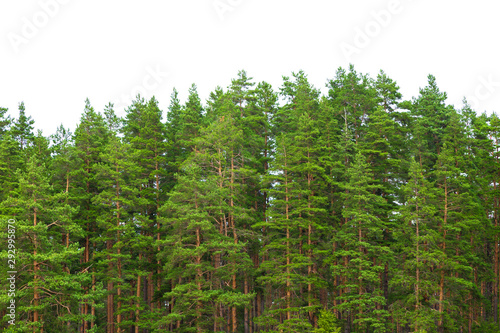 Summer green pine forest on the horizon is isolated. The edge of a forest with coniferous trees  natural background.