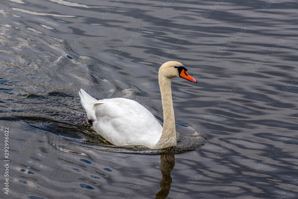 Obraz premium łabędż