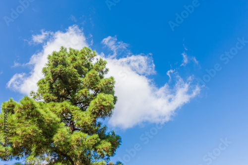 pine tree and blue sky