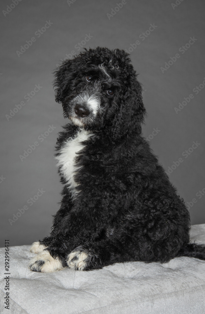 Black cheap bernedoodle puppy