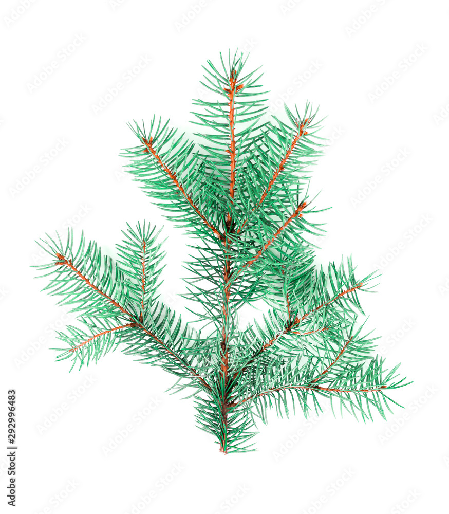 Flat lay beautiful green fluffy Christmas tree branch isolated on white background