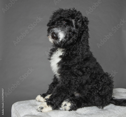 Cute bernedoodle puppy tilting head isolated on grey background