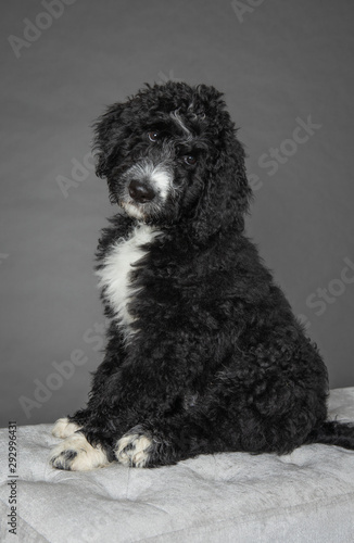 Black bernedoodle hotsell