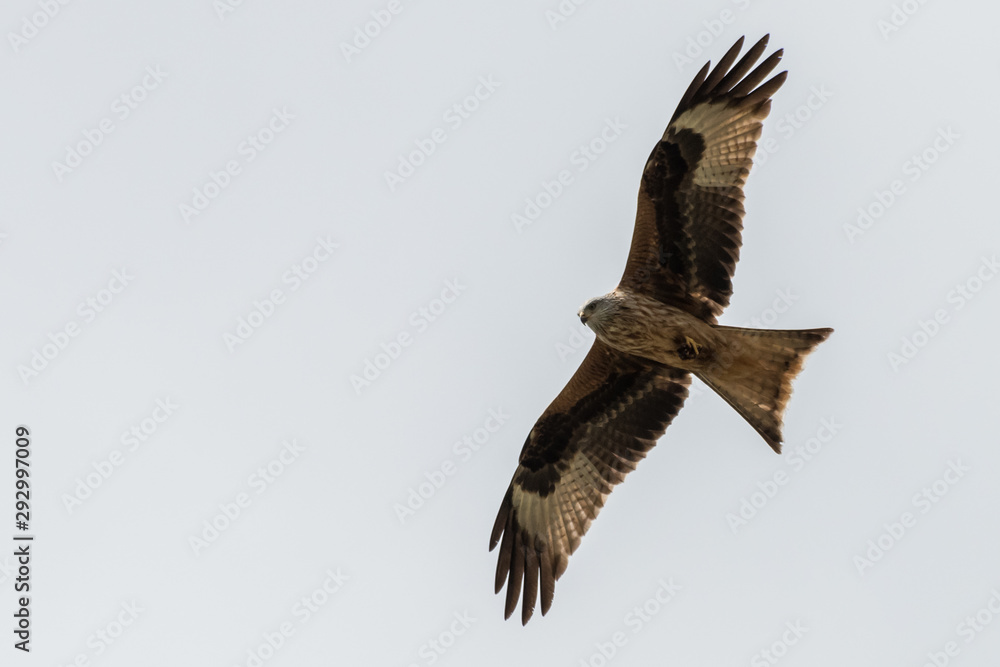 flying Red kite, Milvus milvus in the mountains