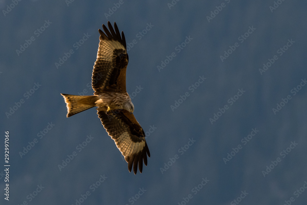 flying Red kite, Milvus milvus in the mountains