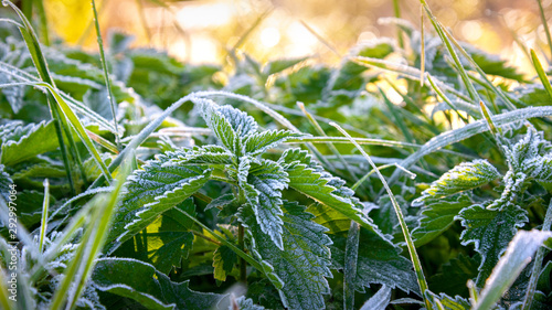 Fotografija green leaves of plants covered with snow frost with sunlight background image