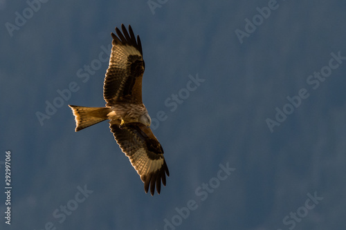 Obraz na płótnie flying Red kite, Milvus milvus in the mountains w salonie