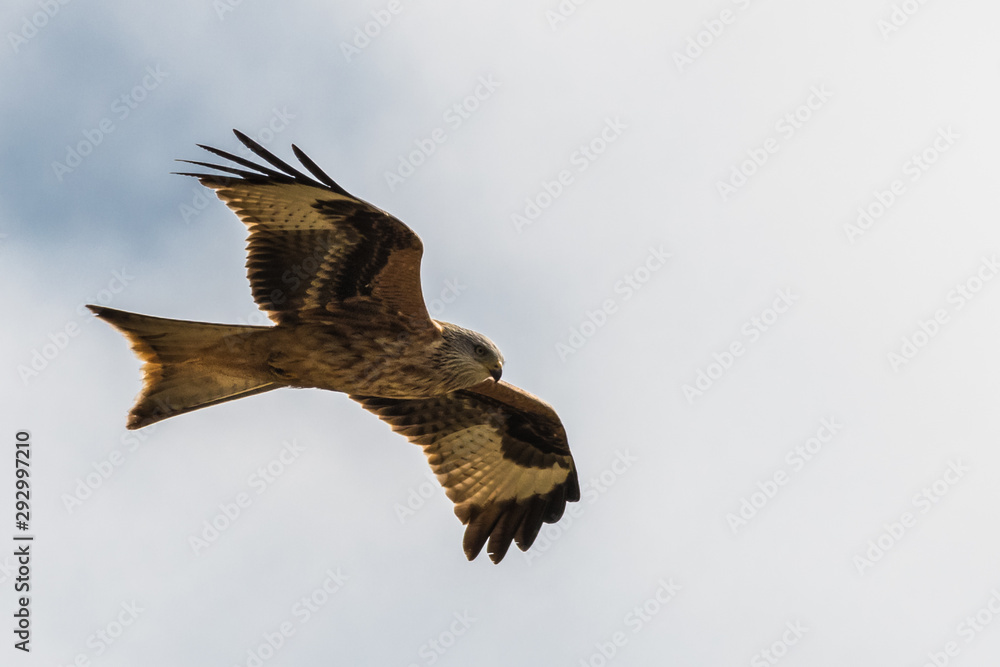 flying Red kite, Milvus milvus in the mountains