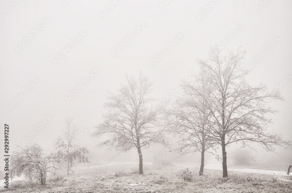 Mysterious winter foggy landscape. Isolated solitary broad leaf trees in fog, gloomy landscape, glaze ice and rime . .