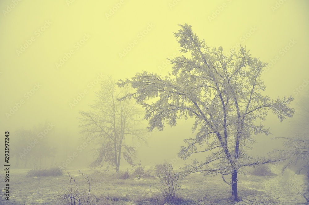 Fototapeta premium Mysterious winter foggy landscape. Isolated solitary broad leaf trees in fog, gloomy landscape, glaze ice and rime . .