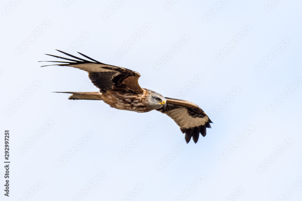 flying Red kite, Milvus milvus in the mountains