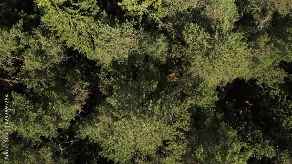 The camera flies over a picturesque forest The camera flies over a picturesque forest