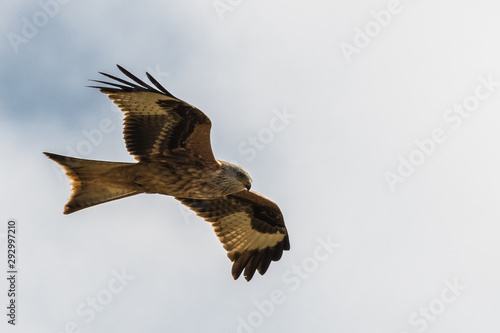 Obraz na płótnie flying Red kite, Milvus milvus in the mountains w salonie